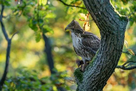 Red tailed hawk on tree trunk with hunted red squirrel. Raptor with his prey Stock Photos