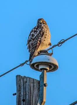 Red-tailed hawk on utility pole Stock Photos