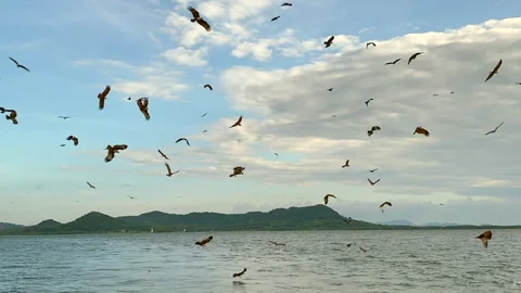 Red-tailed hawks catching fish in the sea. Stock Footage 252639056