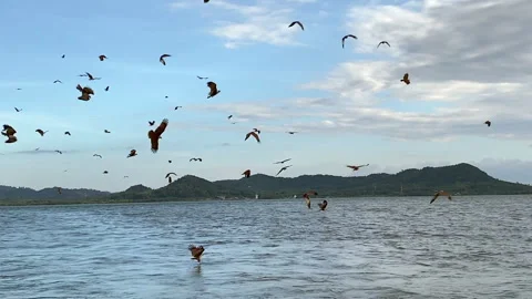 Red-tailed hawks catching fish in the sea. Stock Footage 252639067
