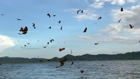 Red-tailed hawks catching fish in the sea. Stock Footage 252639111
