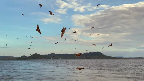 Red-tailed hawks catching fish in the sea. Stock Footage 252639136