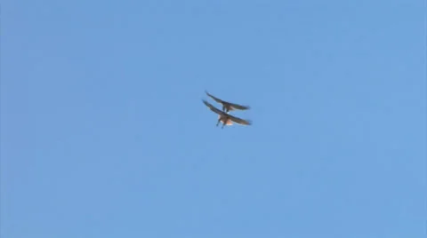 Red-tailed Hawks flying or Tent Rocks National Monument 스톡 동영상 38278885