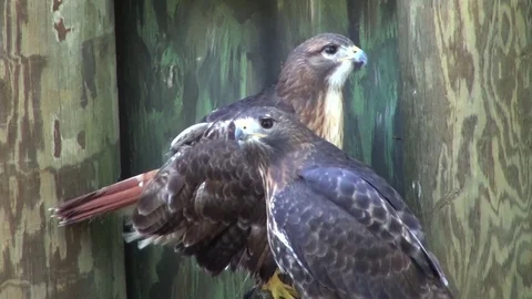 Red-tailed hawks Stock Footage 70531665