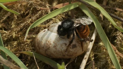 Red-tailed mason bee (Osmia bicolor) with shell Stock Footage 106392410