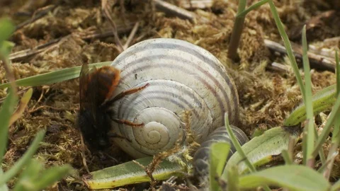 Red-tailed mason bee (Osmia bicolor) with shell Stock Footage 106392602