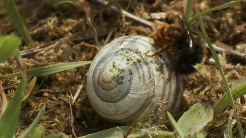 Red-tailed mason bee (Osmia bicolor) with shell Stock Footage 106392643