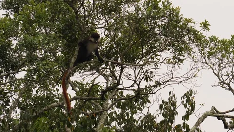 Red-tailed monkey - Cercopithecus ascanius Stock Footage 100723671