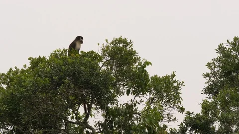 Red-tailed monkey - Cercopithecus ascanius Stock Footage 100723875