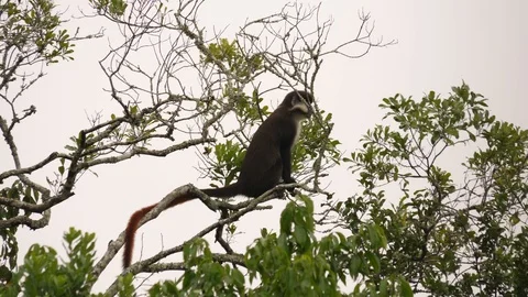 Red-tailed monkey - Cercopithecus ascanius Stock Footage 100724063
