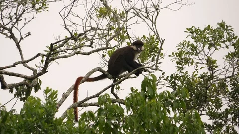 Red-tailed monkey - Cercopithecus ascanius Stock Footage 100724088