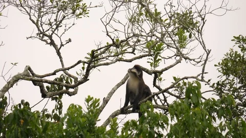 Red-tailed monkey - Cercopithecus ascanius Stock Footage 100724270