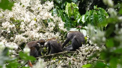 Red-tailed monkey - Cercopithecus ascanius - grooming Stock Footage 101121709