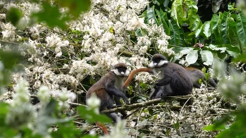 Red-tailed monkey - Cercopithecus ascanius - grooming Stock Footage 101121759