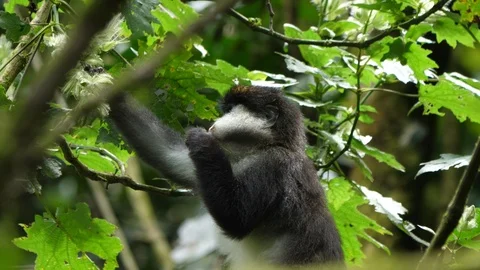Red-tailed monkey - Cercopithecus ascanius - eating Stock Footage 101121792