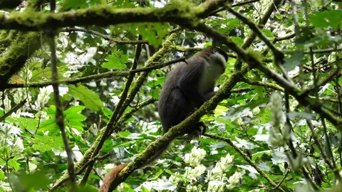 Red-tailed monkey - Cercopithecus ascanius Video stock 101121813