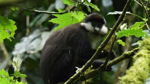 Red-tailed monkey - Cercopithecus ascanius Stock Footage 101121822