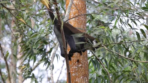 Red-tailed monkey climb and jump in rainforest tree Stock Footage 200859083