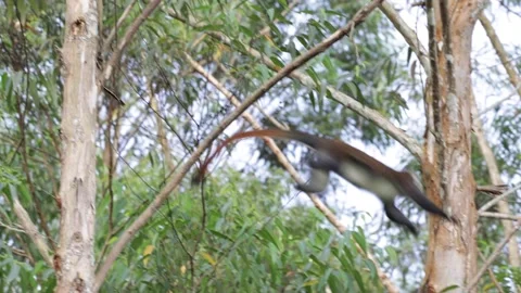 Red-tailed monkey climb and jump in rainforest tree close Video stock 205460443