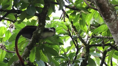 Red-tailed monkey climb up rainforest tree close up Stock Footage 205460457