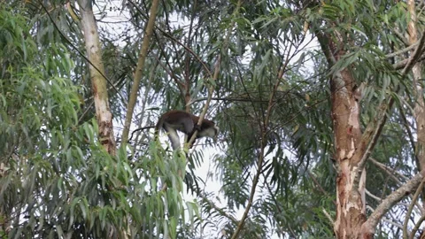 Red-tailed monkey climbing in tree close up Stock Footage 201124621