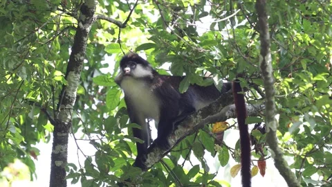 Red-tailed monkey climbing tree close up Stock Footage 201124630