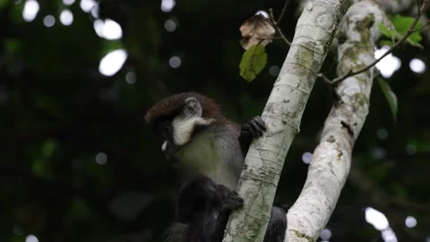 Red-tailed monkey cling to tree trunk and climb close up Stock Footage 205460458