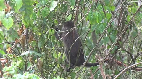 Red tailed Monkey eat on fig tree fruits in green tree Video stock 72994013