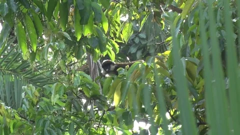 Red tailed Monkey eat green leaves in tree in the early morning sun Stock Footage 72994010