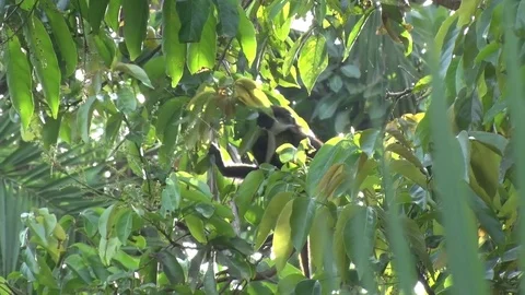 Red tailed Monkey eating green leaves in tree and move in the early morning sun Stock Footage 72994001