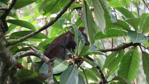 Red-tailed monkey feed on fruit in rainforest tree Video stock 200859088