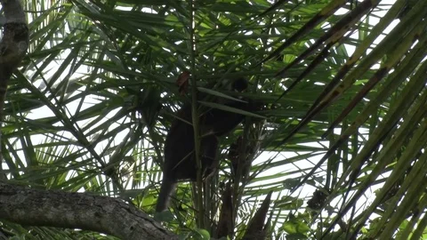 Red-tailed Monkey feed on green leaves in tree in early morning sun Stock Footage 72994074