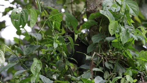 Red-tailed monkey feed in rainforest close up 스톡 동영상 201232960