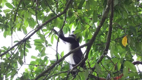 Red-tailed monkey feed in tree and Black and white Colobus climb down Stock Footage 205460484