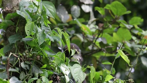 Red-tailed monkey feeding in rainforest close up 스톡 동영상 201232959