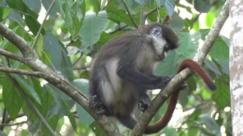 Red tailed Monkey grooming long red tail close up Stock Footage 72993982