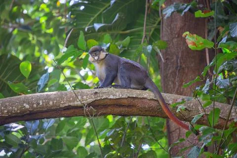 Red-tailed monkey Guenon Schmidt in the botanical garden of the city of Ent.. Stock Photos