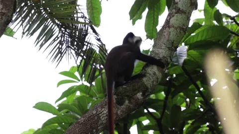 Red-tailed monkey jump from tree to tree in rainforest Stock Footage 205460557
