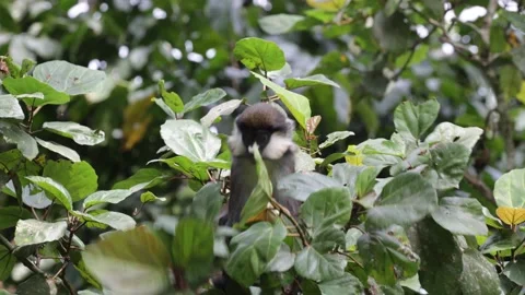 Red-tailed monkey jumping in rainforest close up Stock Footage 201232964