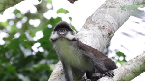 Red-tailed monkey look intensely around and climb rainforest tree close up Video stock 200859092