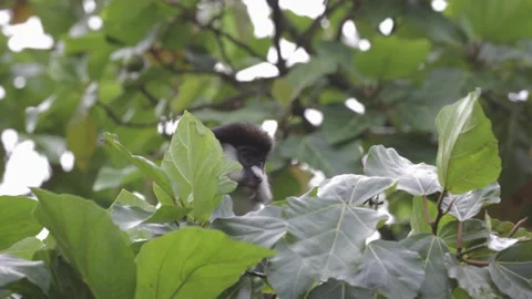 Red-tailed monkey look out  from behind leaves in rainforest tree close up Stock Footage 205460561