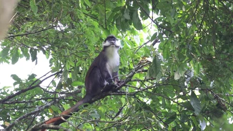 Red-tailed monkey look up into the rainforest canopy close up Stock Footage 201232995