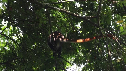 Red-tailed monkey move in rain forest tree Stock Footage 201124649