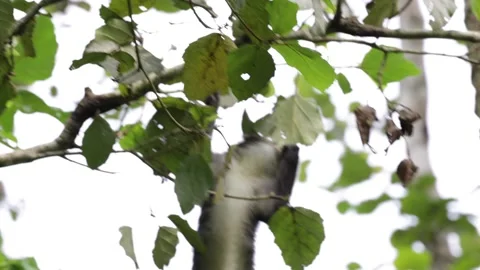 Red-tailed monkey move in rainforest close up Stock Footage 201232975