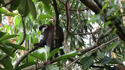 Red-tailed monkey move in rainforest tree looking intensely around close up Stock Footage 205460572