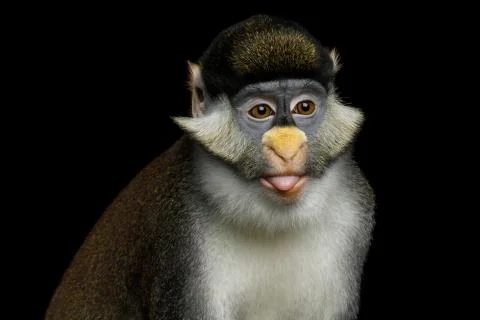 Red-tailed Monkey Foto stock