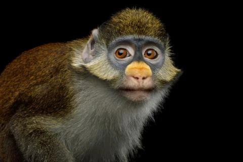 Red-tailed Monkey Fotos de archivo