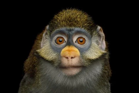 Red-tailed Monkey Foto stock