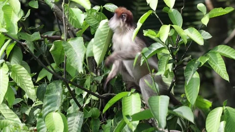 Red-tailed monkey put green leaf in mouth and move close up Stock Footage 205460569