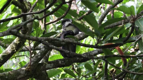 Red-tailed monkey in rainforest tree looking around intensely Stock Footage 205460529